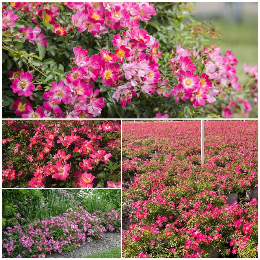 Pink Drift róże okrywowe